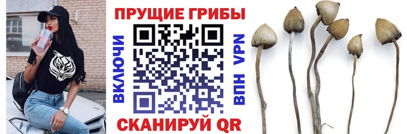 Галлюциногенные грибы Cubensis  Бологое 